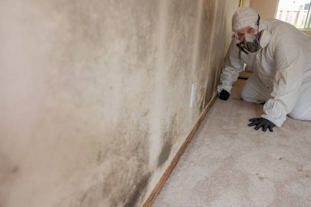 Best Black Mold Removal  in Ranchester, WY